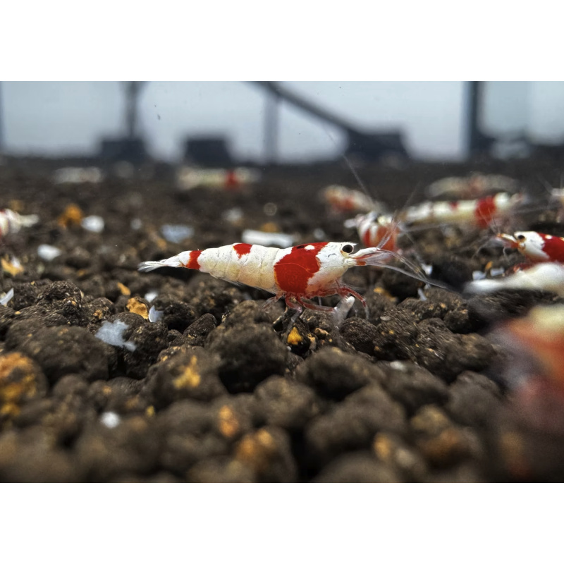 Pure Red Line PRL 10+2