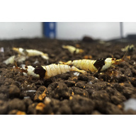 Pure Black Line PBL 10+2