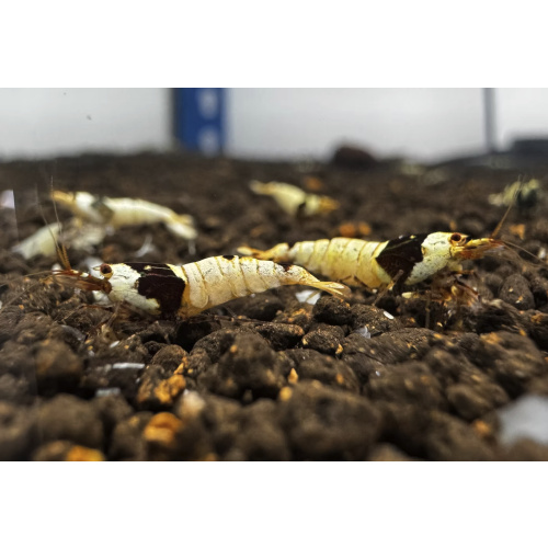 Pure Black Line PBL 10+2