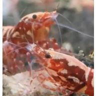 Red Galaxy Fishbone 10+2