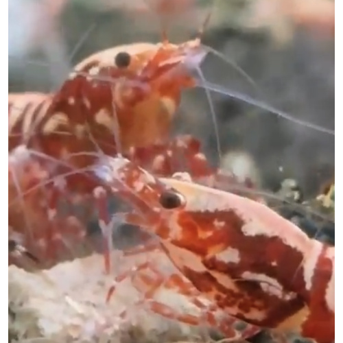 Red Galaxy Fishbone 10+2