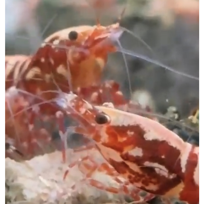 Red Galaxy Fishbone 10+2