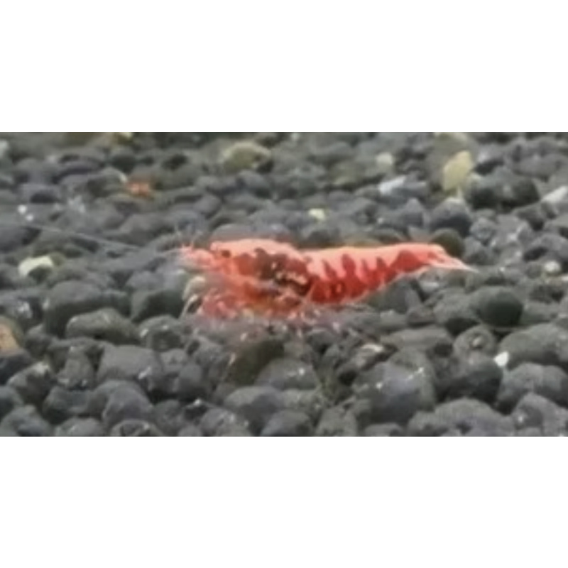 Red Galaxy Fishbone 10+1