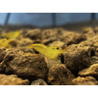 Yellow King Kong 10+2