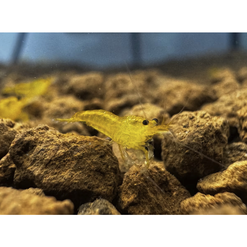 Yellow King Kong 10+2