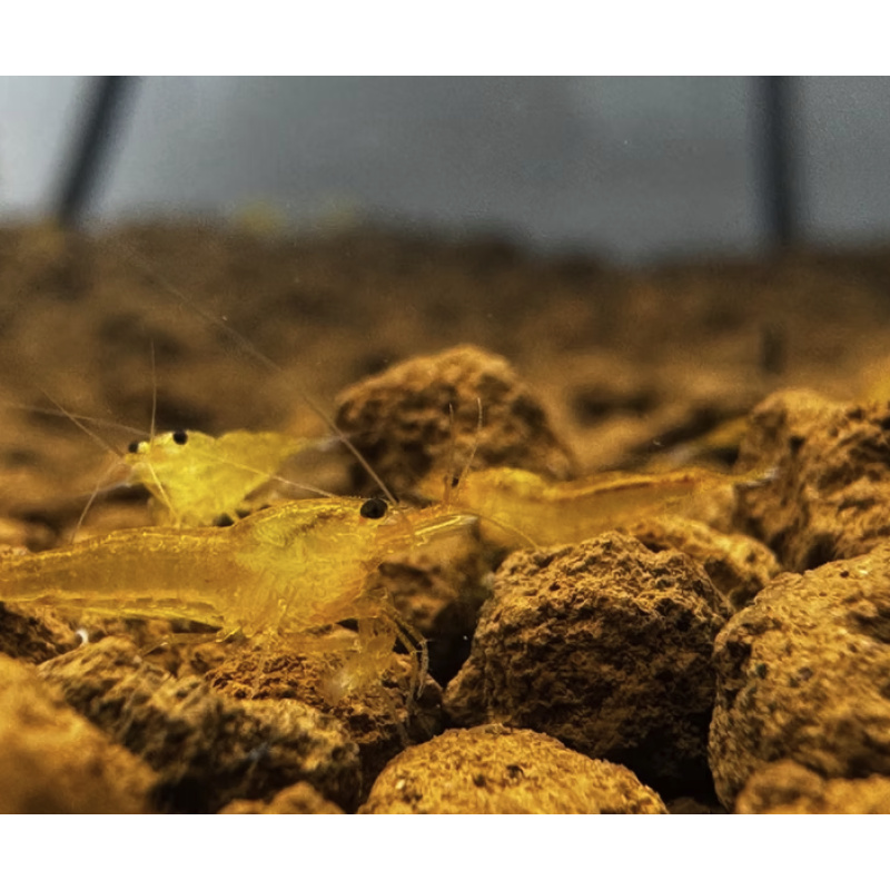 Yellow King Kong 10+1