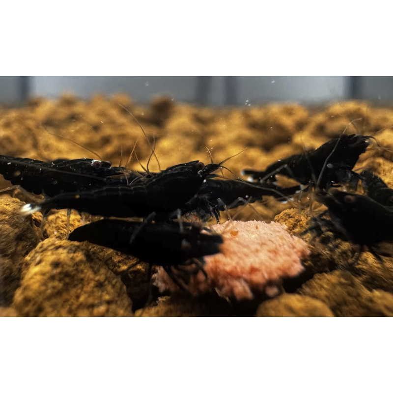 Black King Kong 10+2