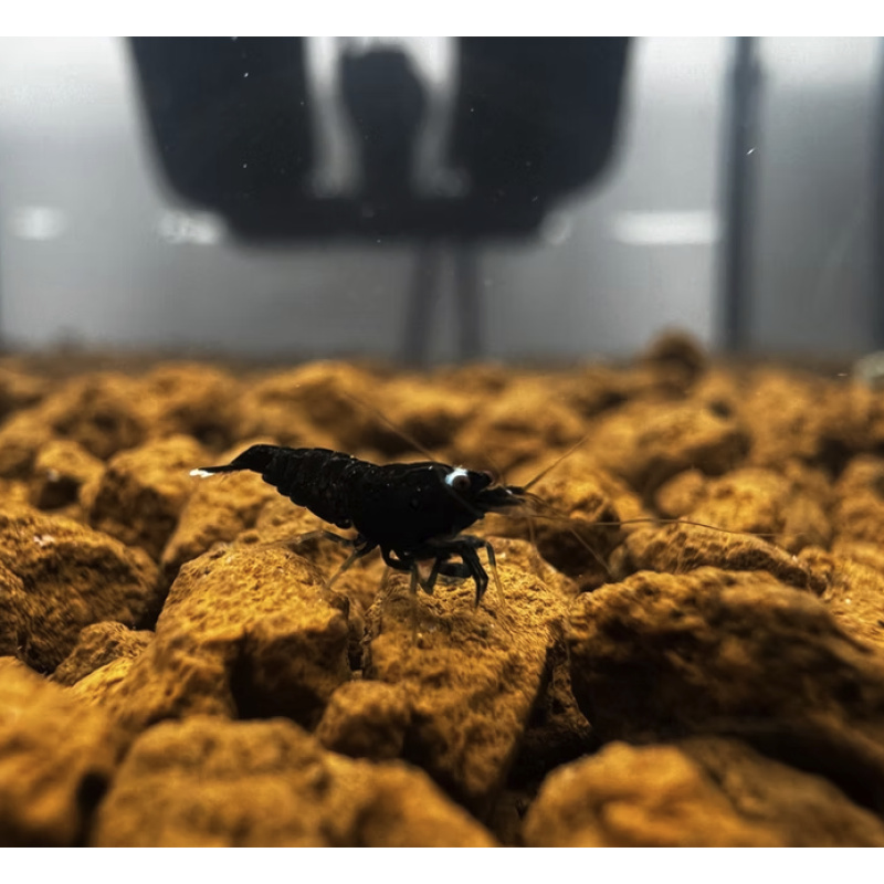 Black King Kong 10+2