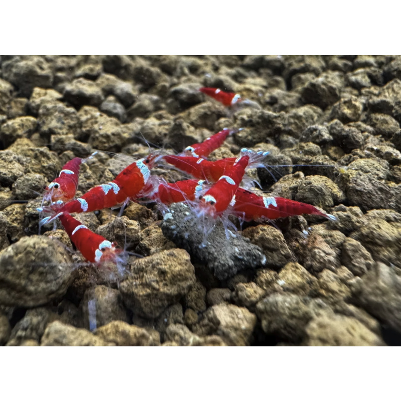 Super Crystal Red AkA Santa 10+2