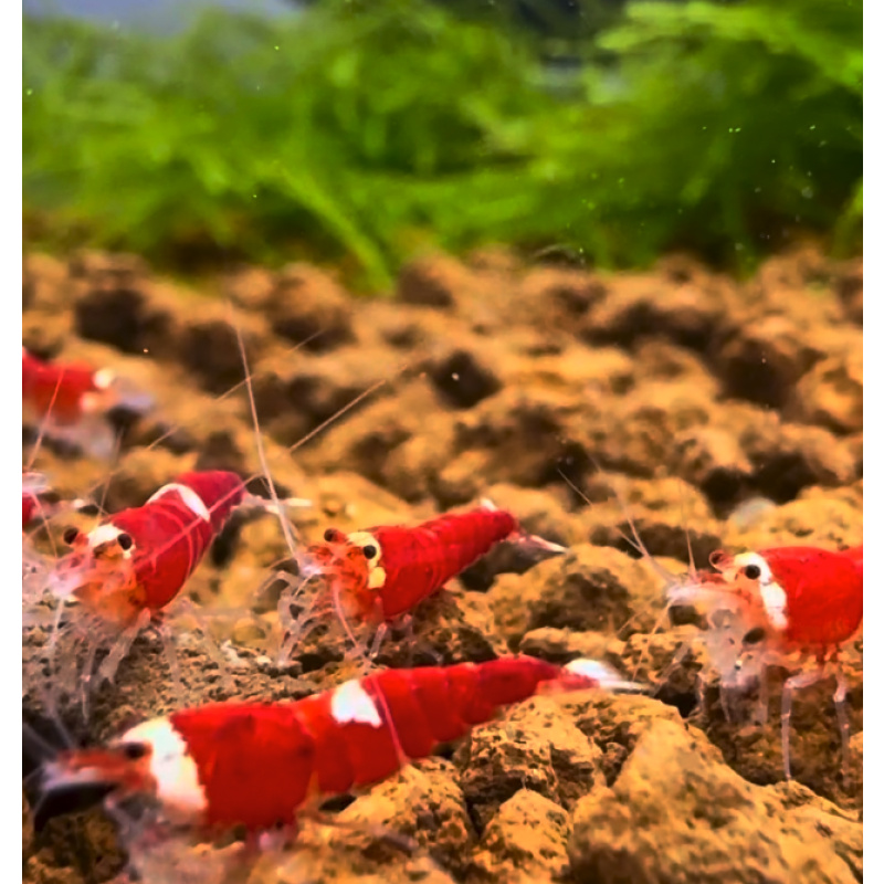 Super Crystal Red AkA Santa 10+2