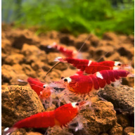 Super Crystal Red AkA Santa 10+2