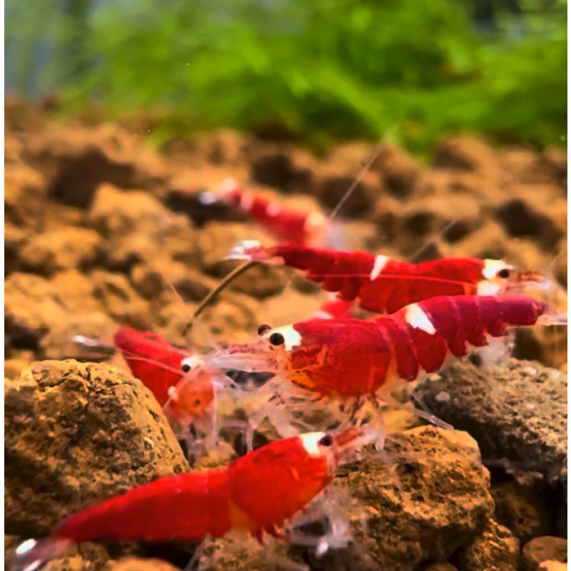 Super Crystal Red AkA Santa 10+2