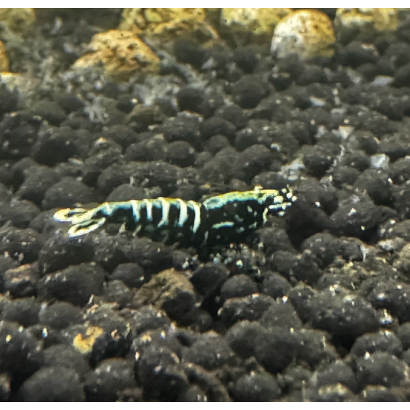 Black Galaxy Fishbone 10+1