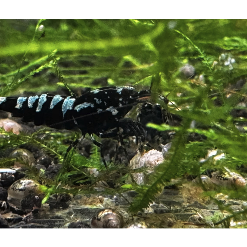 Black Galaxy Fishbone 10+2