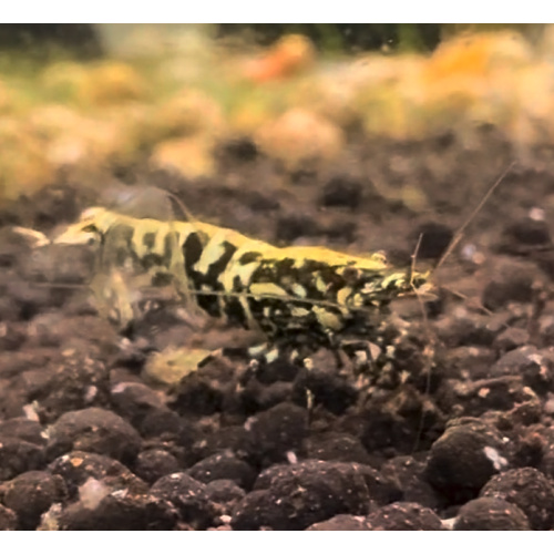 Black Galaxy Fishbone 10+2