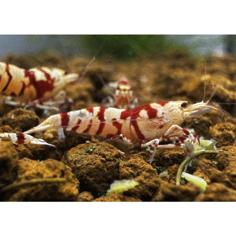 Red Fancy Tiger 10+2