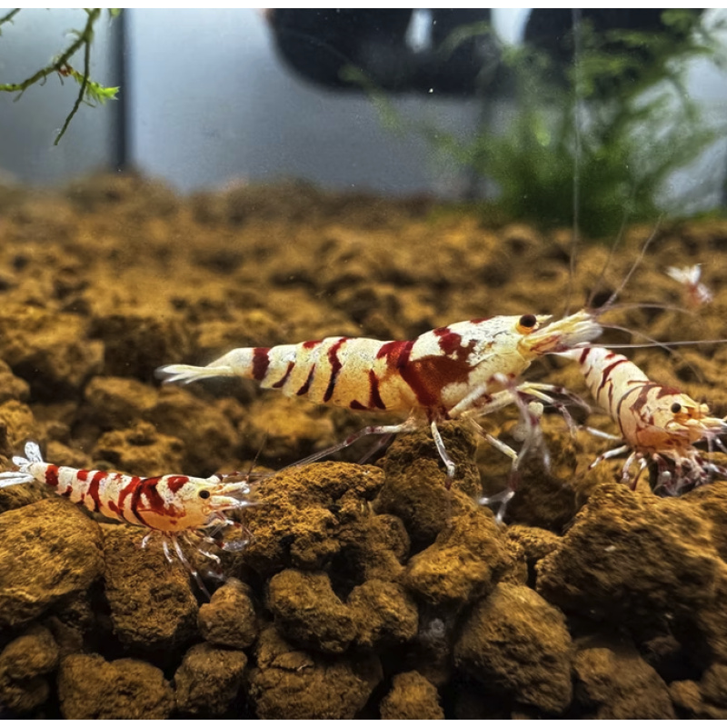 Red Fancy Tiger 10+2