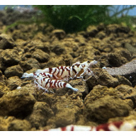 Red Fancy Tiger 10+2