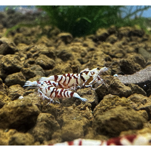 Red Fancy Tiger 10+2