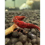 The One Bloody Mary Neocaridina Shrimp 10+2