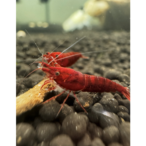 The One Bloody Mary Neocaridina Shrimp 10+2