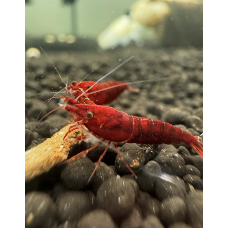 The One Bloody Mary Neocaridina Shrimp 10+2