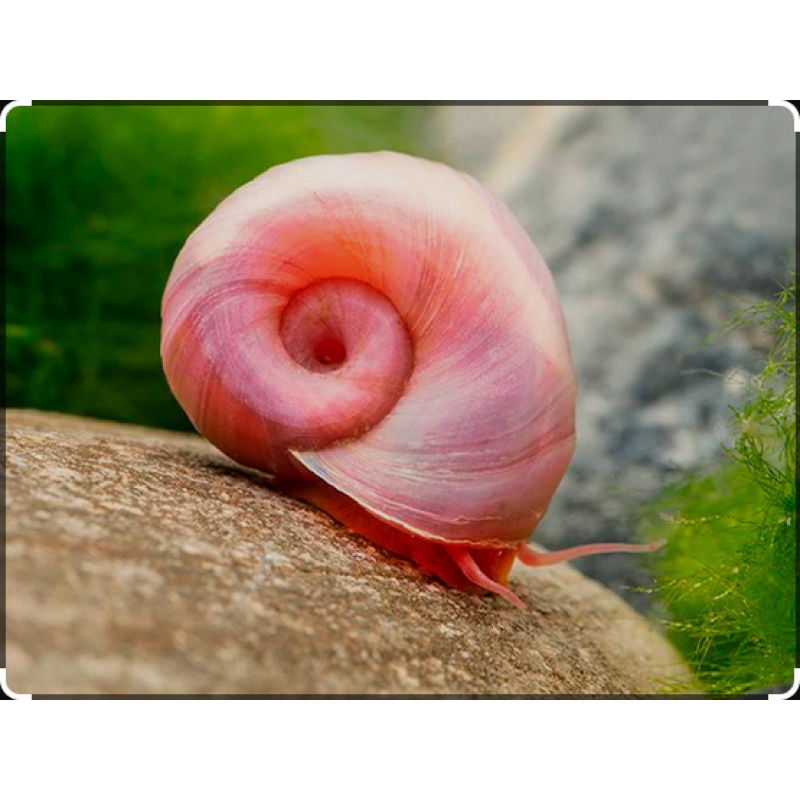 Ramshorn Snails Pink 10 Snails Varying Adolescent Mixed Sizes