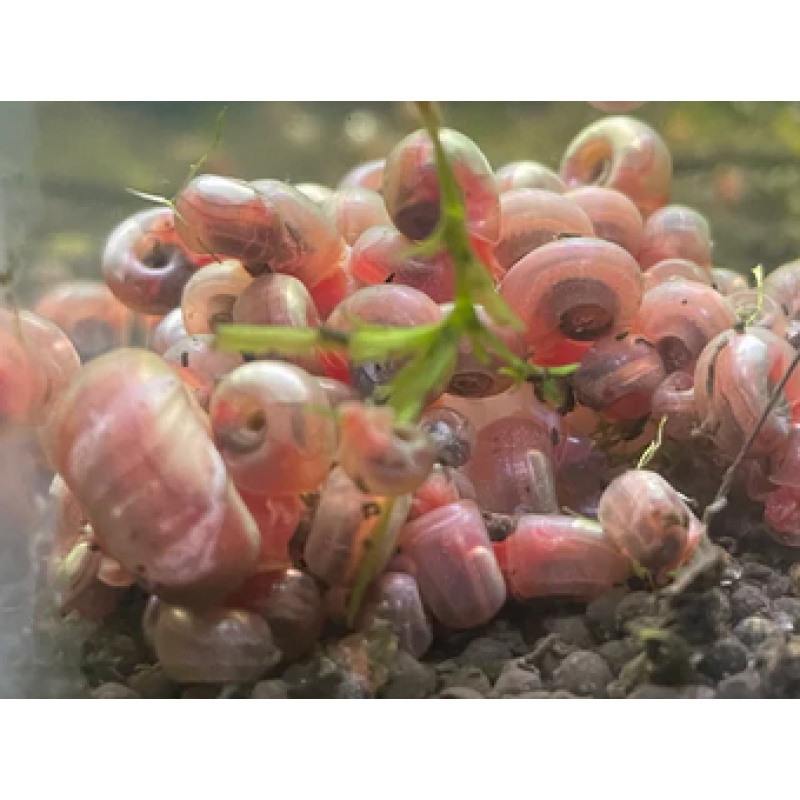 Ramshorn Snails Pink 20 Snails Varying Adolescent Mixed Sizes
