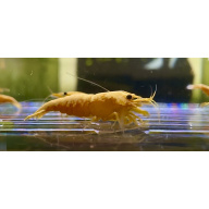 Hand Picked 24K Gold Bar Neocaridina 10+1