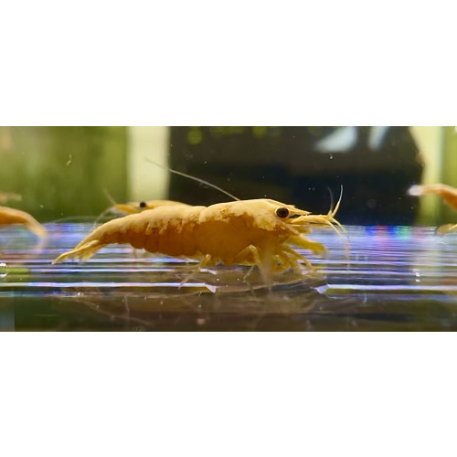 Hand Picked 24K Gold Bar Neocaridina 10+1