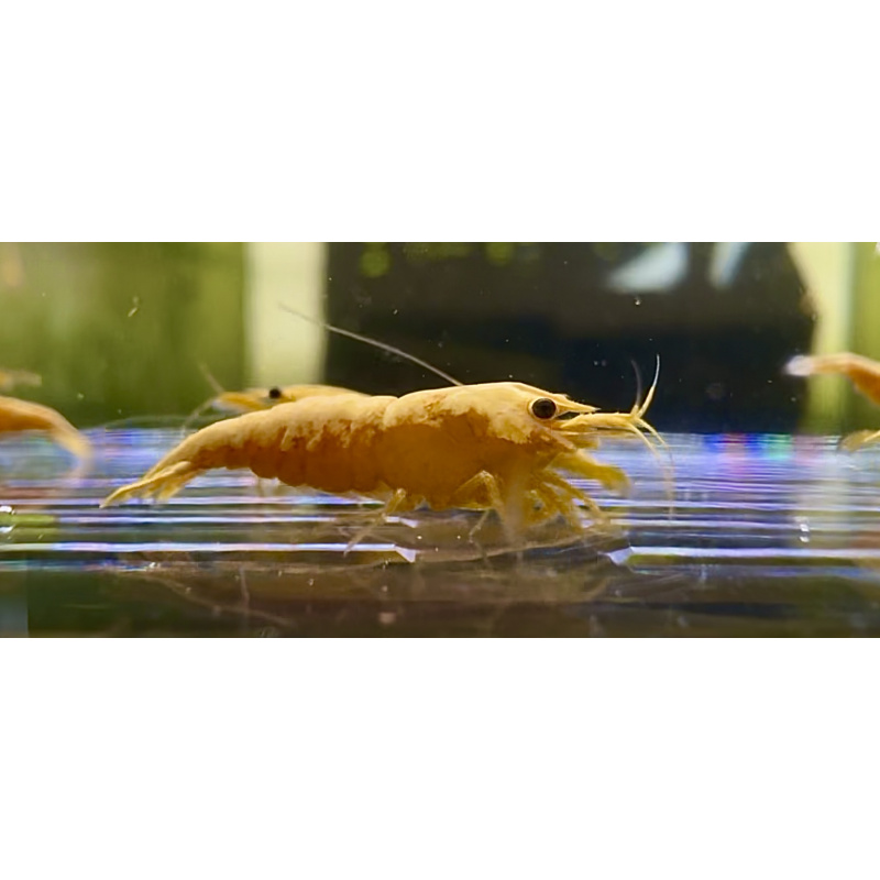 Hand Picked 24K Gold Bar Neocaridina 10+1