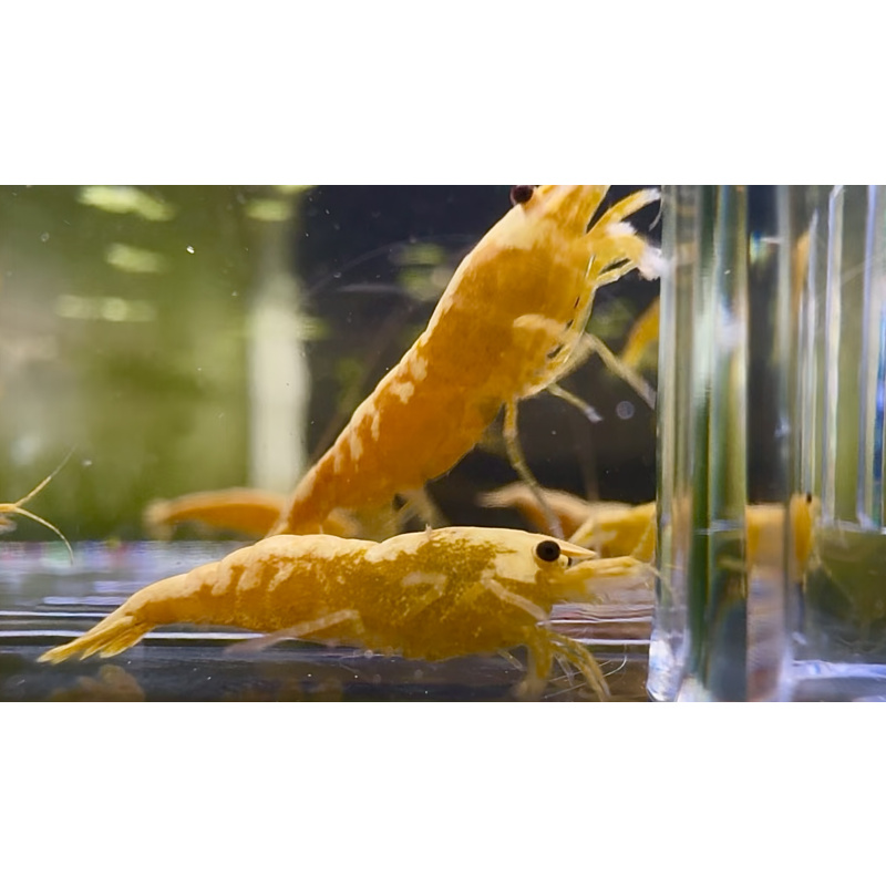 Hand Picked 24K Gold Bar Neocaridina 10+1