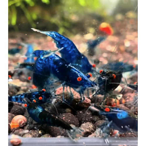 OE Blue Dream Neocaridina + 5 Shrimps