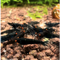 OE Black Sapphire Neocaridina + 5 Shrimps