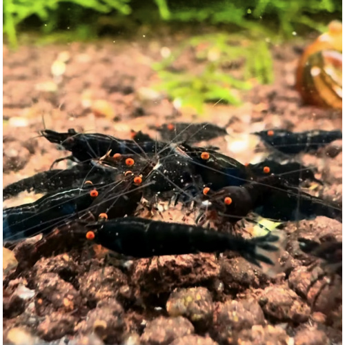 OE Black Sapphire Neocaridina + 5 Shrimps