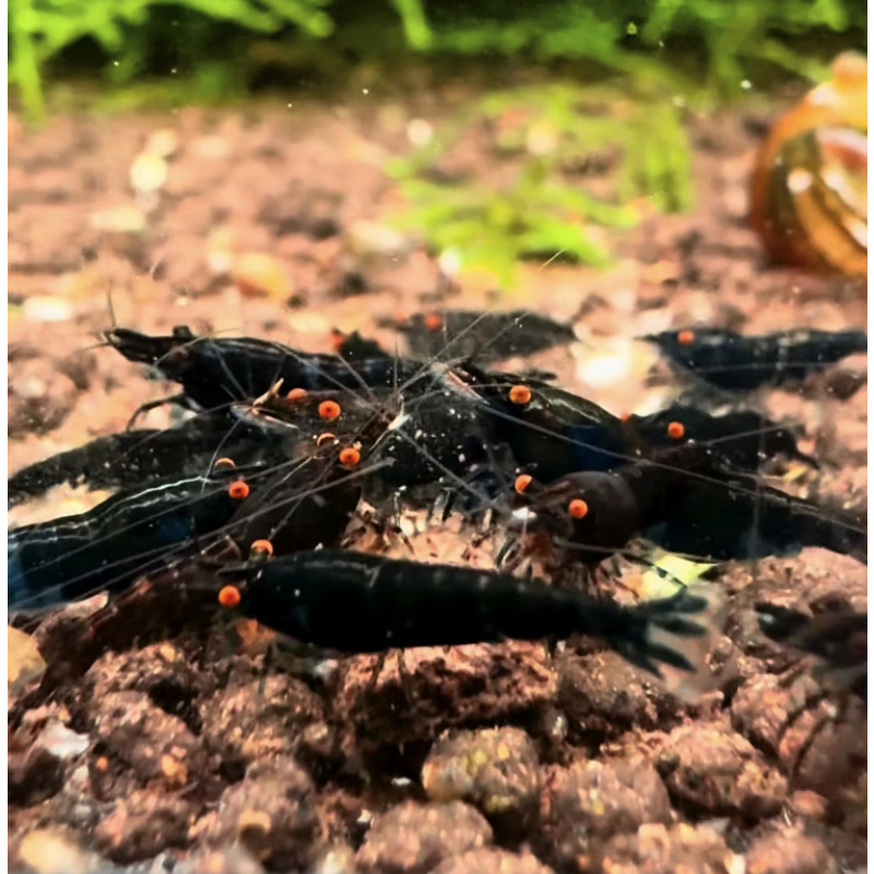 OE Black Sapphire Neocaridina + 5 Shrimps