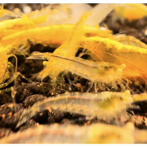 Yellow Golden Eye Neocaridina + 10 Shrimps