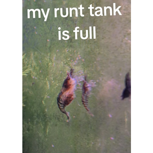 20 Runt Dont be a shrimp racist