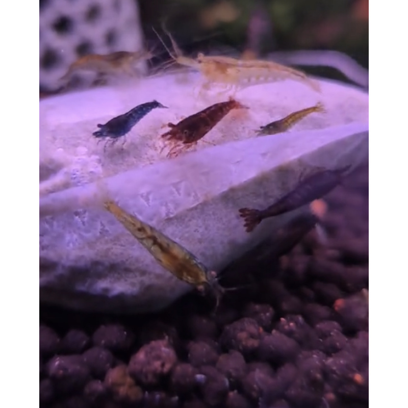 20 Runt Dont be a shrimp racist
