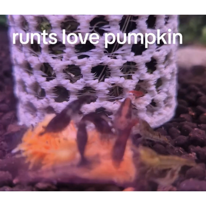 20 Runt Dont be a shrimp racist