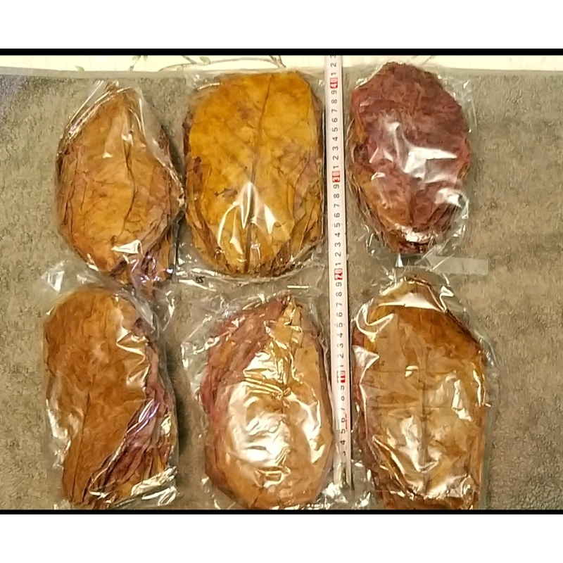 Cattapa leaves Indian almond leaves x100