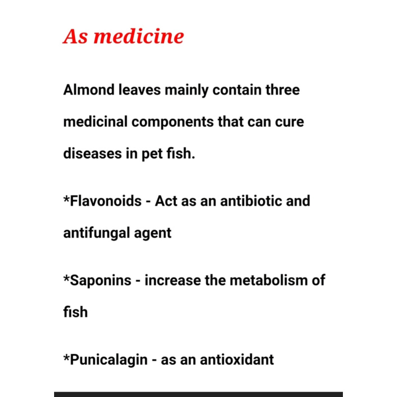 Cattapa leaves Indian almond leaves x100