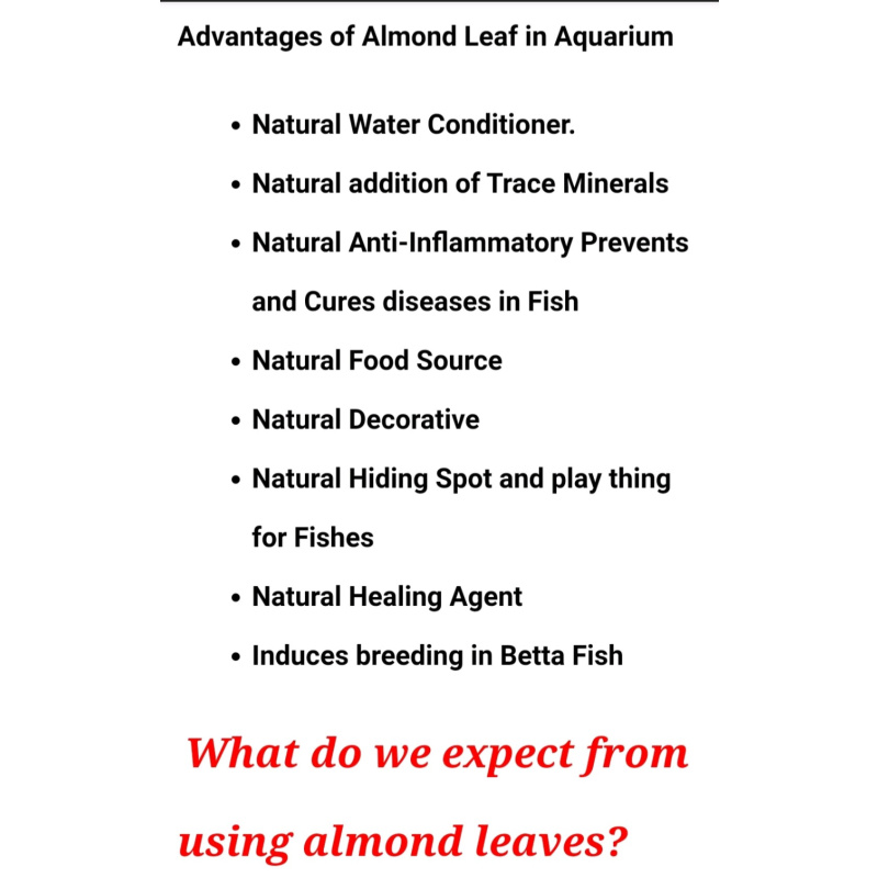 Cattapa leaves Indian almond leaves x100