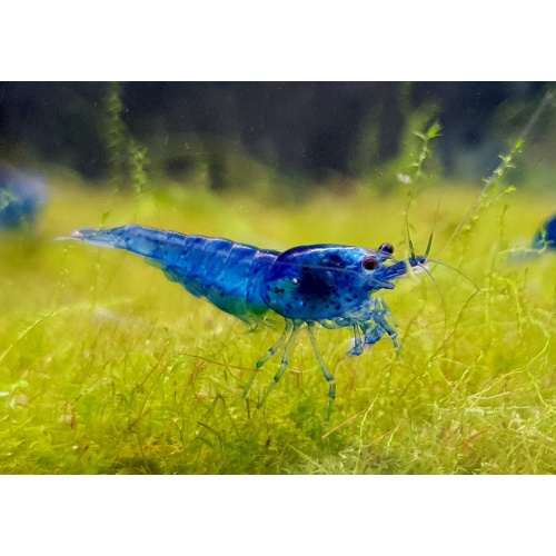 5 Blue Velvet Shrimp