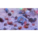 20 + 2 Free Ramshorns snails mixed sizes and colours
