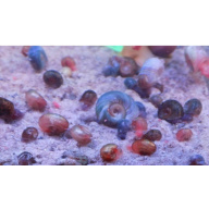 10 + 2 Free Ramshorns snails mixed sizes and colours