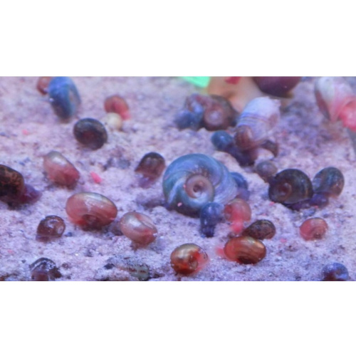 10 Ramshorns snails mixed sizes and colours