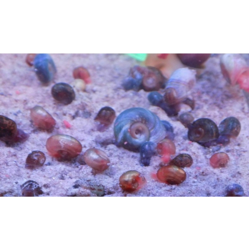 10 + 2 Free Ramshorns snails mixed sizes and colours