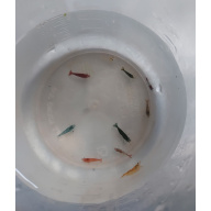 20 X Mix Skittles. Neocaridina Shrimp.