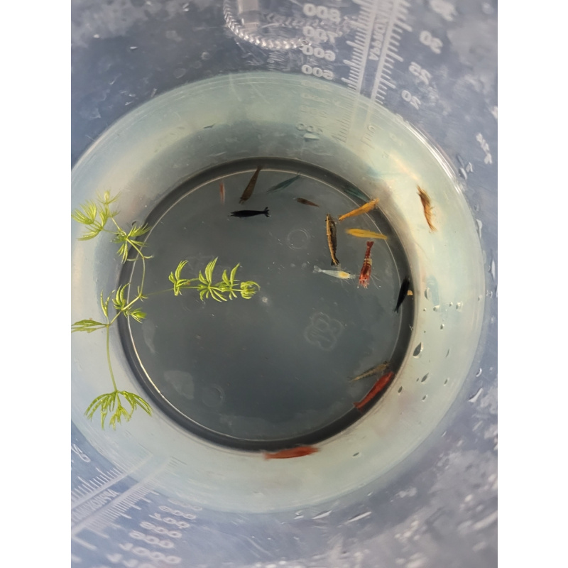 20+4 free Mixed Colour Shrimp. Free Plant